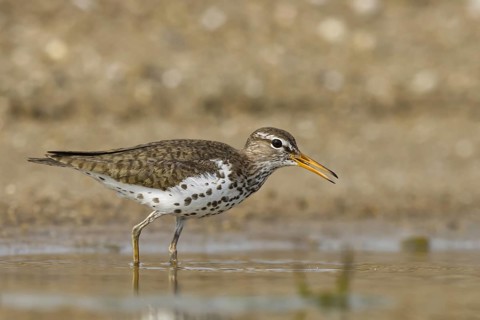 Spotted Sandpiper (Actitis macularius) foraging, North Rhine-Westphalia, Germany