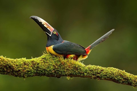 Collared Aracari, Pteroglossus torquatus, bird with big bill. Toucan sitting on the branch in the