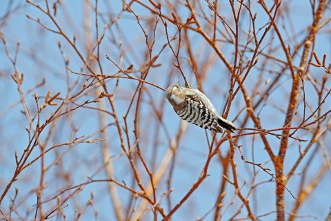 Japanese pygmy woodpecker, Dendrocopos kizuki, small woodpecker from Hokkaido, Japan. Little bird