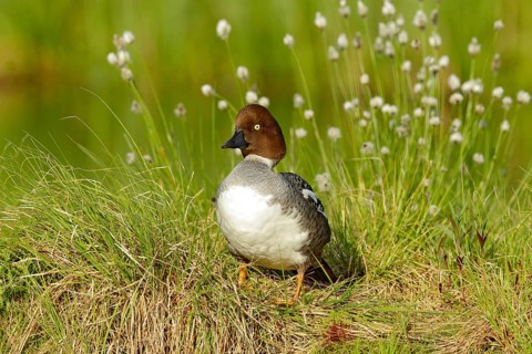 Common pochard, Aythya ferina, is diving duck from Europe. Bird in the beautiful habitat, bird with