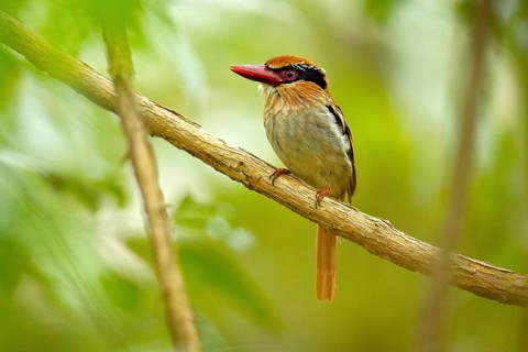 Lilac-cheeked Kingfisher, Cittura cyanotis, sitting on the branch in the green tropical forest.