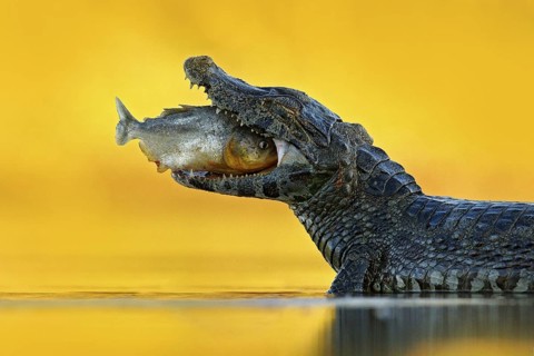 Crocodile catch fish in river water, evening lighta. Caiman with piranha. Yacare Caiman, crocodile