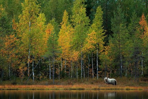 Bear hidden in yellow forest. Autumn trees with bear. Beautiful brown bear walking around lake,