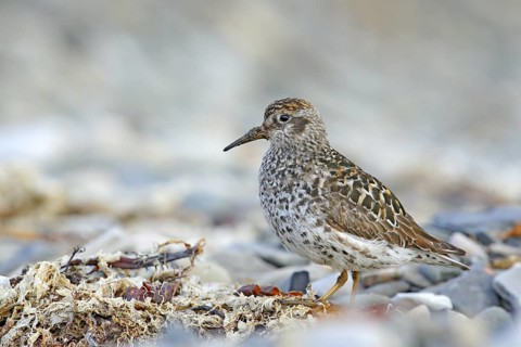 Purple Sandpiper, Calidris maritima, sea water bird in the nature habitat. Animal on the ocean
