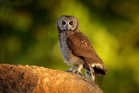 Marsh owl, Asio capensis, Lake Kariba, Zimbabwe. Bird siting on the stone in green vegetation,