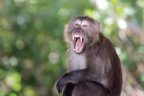 Long-tailed Macaque (Macaca fascicularis) roaring adult showing teeth, Thailand