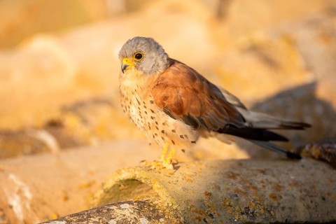 Lesser Kestrel (Falco naumanni) male on a roof, Castile-La Mancha, Spain