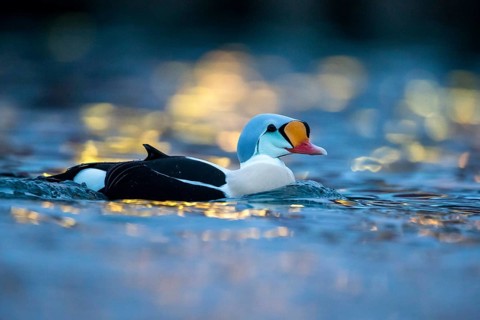 King Eider (Somateria spectabilis) male, Norway