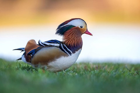 Mandarin Duck (Aix galericulata) male, Saxony-Anhalt, Germany
