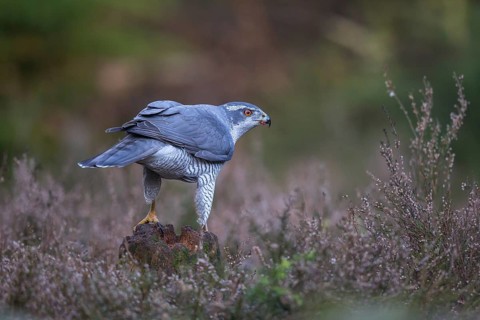 Northern Goshawk (Accipiter gentilis) male, Netherlands