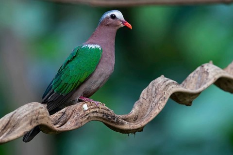 Common Emerald Dove (Chalcophaps indica) male, Yunnan, China