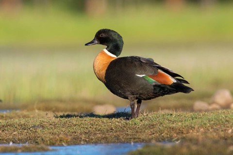 Australian Shelduck (Tadorna tadornoides) male, Victoria, Australia