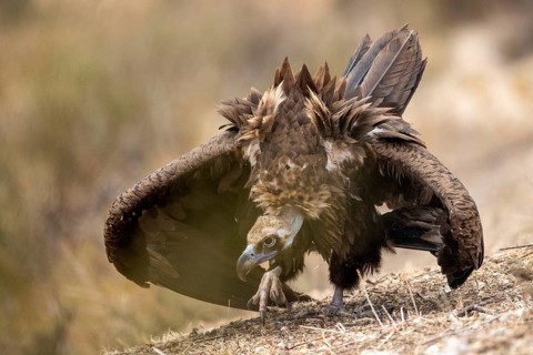 Cinereous Vulture (Aegypius monachus), Extremadura, Spain