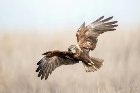 Western Marsh Harrier (Circus aeruginosus) male flying, Castile-La Mancha, Spain