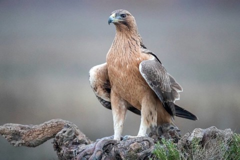 Bonelli's Eagle (Aquila fasciata) juvenile, Castile-La Mancha, Spain
