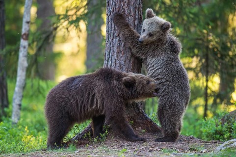 Eurasian Brown Bear (Ursus arctos) two cubs playing in forest, Finland