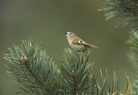 Goldcrest (Regulus regulus), Mecklenburg-Western Pomerania, Germany