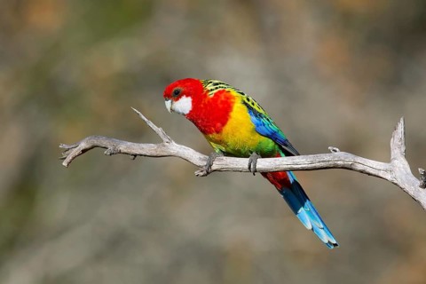 Eastern Rosella (Platycercus eximius) male, Victoria, Australia