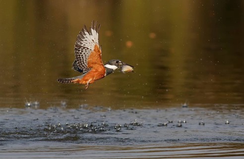 Ringed Kingfisher (Megaceryle torquata) female flying with fish prey in beak, Mato Grosso, Brazil
