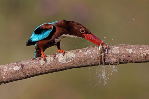 White-throated Kingfisher (Halcyon smyrnensis) eating frog, Malaysia