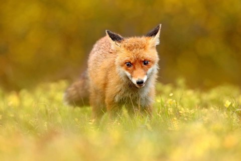 Red Fox, Vulpes vulpes in fall forest. Beautiful animal in the nature habitat. Wildlife scene from