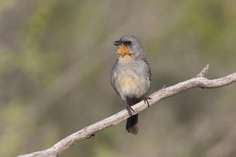 Gilbert's Whistler (Pachycephala inornata) male perched on a branch, Victoria, Australia