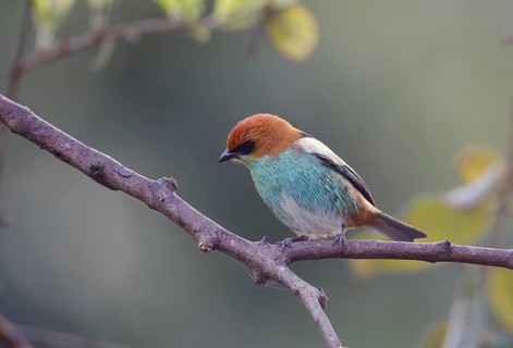 Black-backed Tanager (Tangara peruviana) male, Sao Paulo, Brasilien