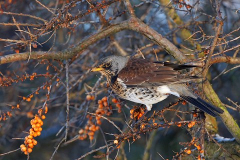 Fieldfare (Turdus pilaris), Wales, United Kingdom