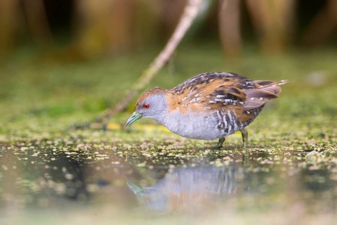 Baillon's Crake (Porzana pusilla palustris) foraging, Victoria, Australia