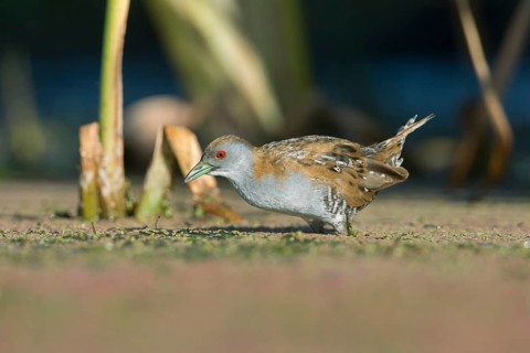 Baillon's Crake (Porzana pusilla palustris) foraging, Victoria, Australia