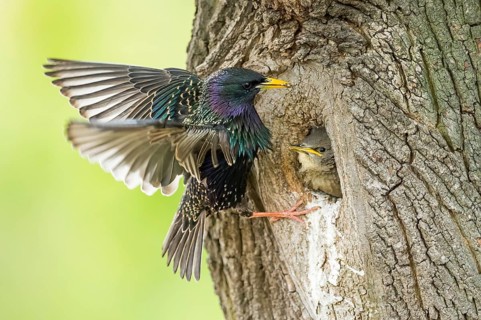 Common Starling (Sturnus vulgaris) feeding young in nest hole, Rhineland-Palatinate, Germany