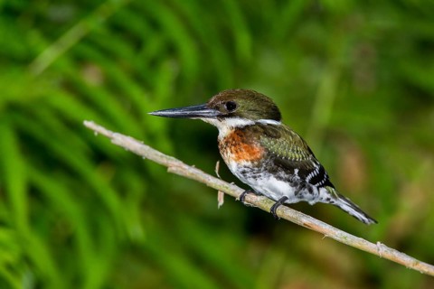 Green Kingfisher Chloroceryle americana San Blas, Nayarit, Mexico 6 June Immature Male Alcedinidae
