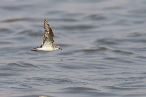 Little Stint (Calidris minuta) flying, Oman