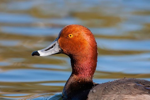 Redhead Aythya americana Tucson, Arizona, United States March Adult Male Anatidae