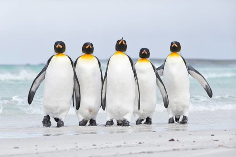 King Penguin (Aptenodytes patagonicus) group on shore, Volunteer Point, Falkland Islands