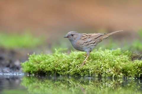 Dunnock (Prunella modularis) at a waterhole, Netherlands