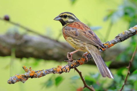 Cirl Bunting (Emberiza cirlus) male perched on a branch, Andalusia, Spain