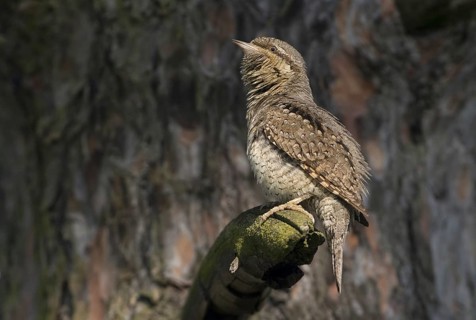 Eurasian Wryneck (Jynx torquilla), Saxony, Germany