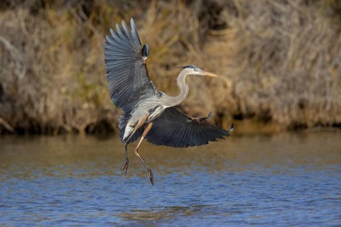 Great Blue Heron Ardea herodias Gilbert Water Ranch, Gilbert, Pinal County, Arizona, United States