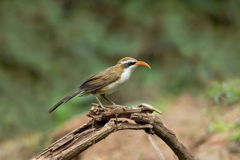 Red-billed Scimitar Babbler (Pomatorhinus ochraceiceps), Yunnan, China
