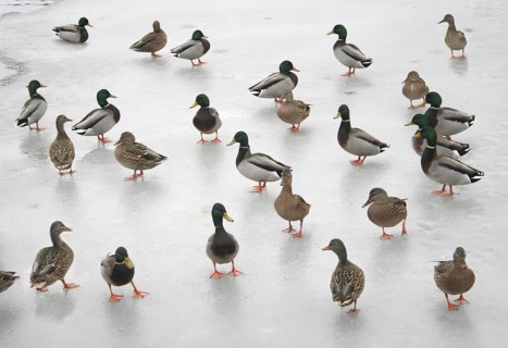 Mallard (Anas platyrhynchos), Ohio, USA
