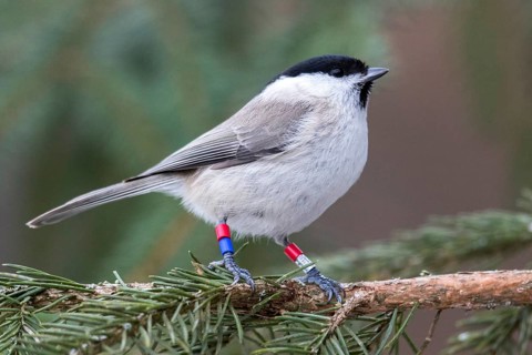 Marsh Tit (Poecile palustris) ringed, perched on a branch of a conifer, Bialowieca National Park,