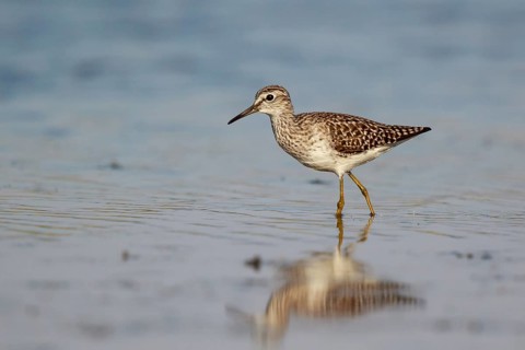 Wood Sandpiper (Tringa glareola) foraging, Lesvos, Greece