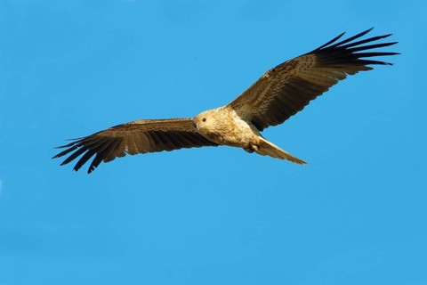 Whistling Kite (Haliastur sphenurus) flying, Northern Territory, Australia