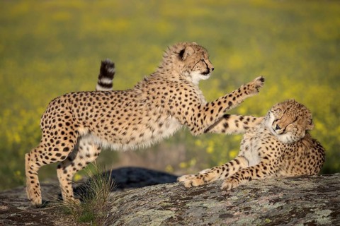 Cheetah (Acinonyx jubatus) two playing on rocks in meadow, Castile-La Mancha, Spain