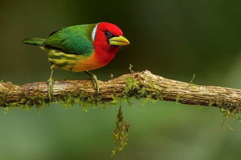 Red-headed Barbet (Eubucco bourcierii) perched on a branch in the Andes mountains of Colombia
