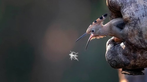 Eurasian Hoopoe (Upupa epops) juvenile spapping for a downy feather, Saxony-Anhalt, Germany
