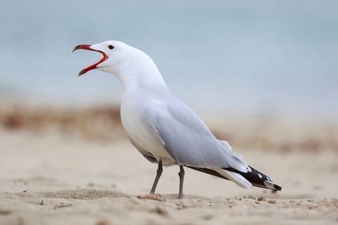 Audouin's Gull (Ichthyaetus audouinii) calling, Mallorca, Spain