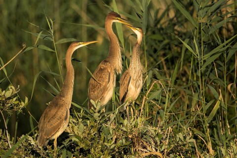 Purple Heron (Ardea purpurea) with juveniles on nest, Baden-Wuerttemberg, Germany