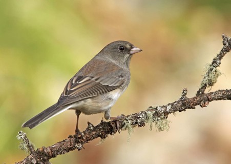 Slate-colored Junco (Junco hyemalis hyemalis), Saskatchewan, Canada